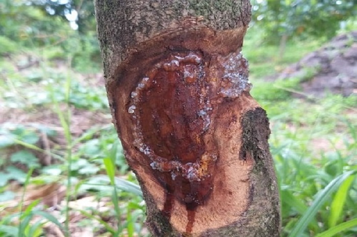 Bệnh thối vỏ chảy mủ trên cây sầu riêng