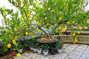 Chanh vàng trồng chậu trên sân thượng sai trĩu quả