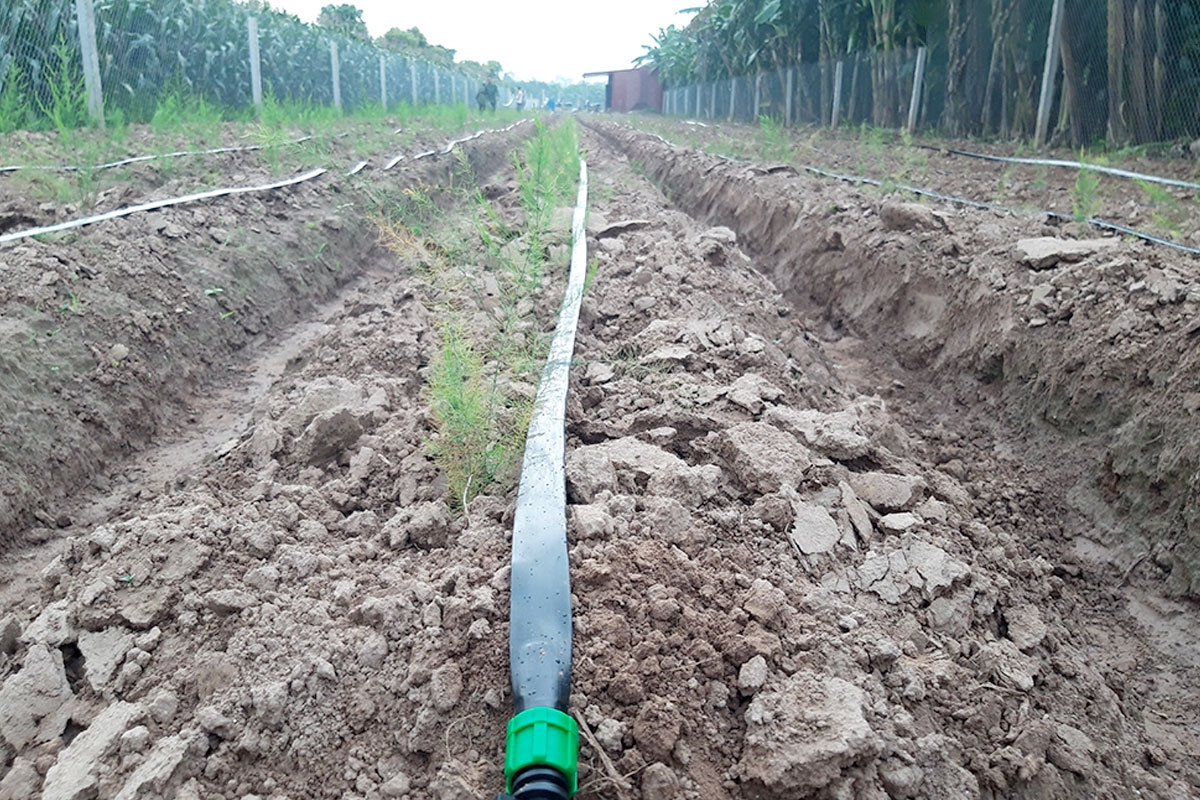 Áp dụng hệ thống tưới nhỏ giọt khi trồng Măng tây trên dịch tích lớn